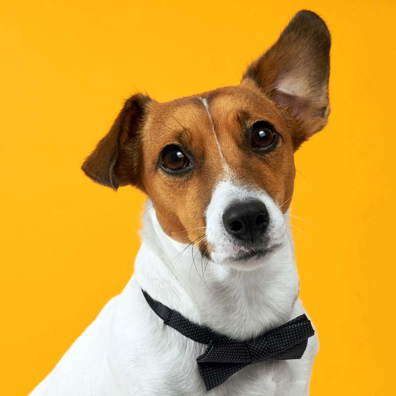 Honden ->