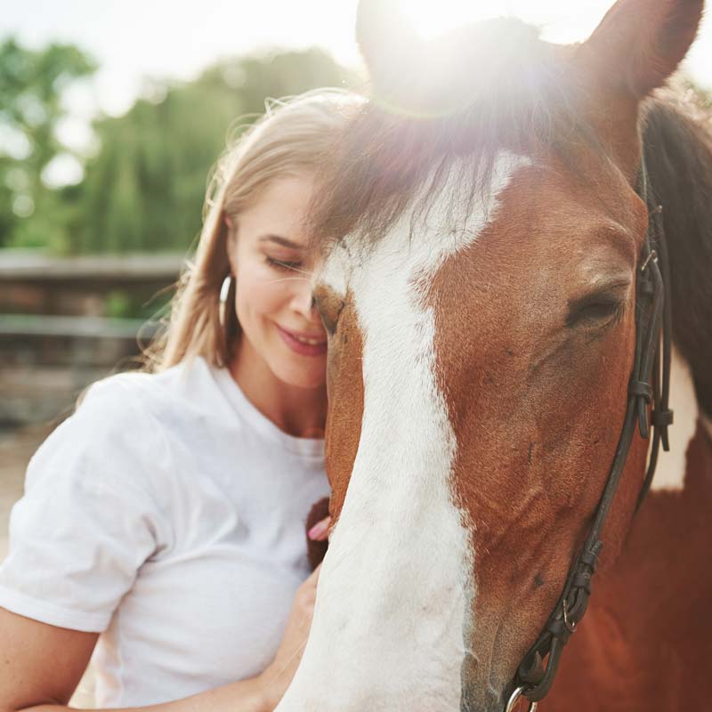 Paarden ->