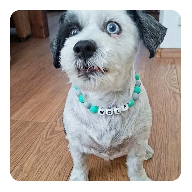 honden ketting