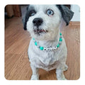 honden ketting