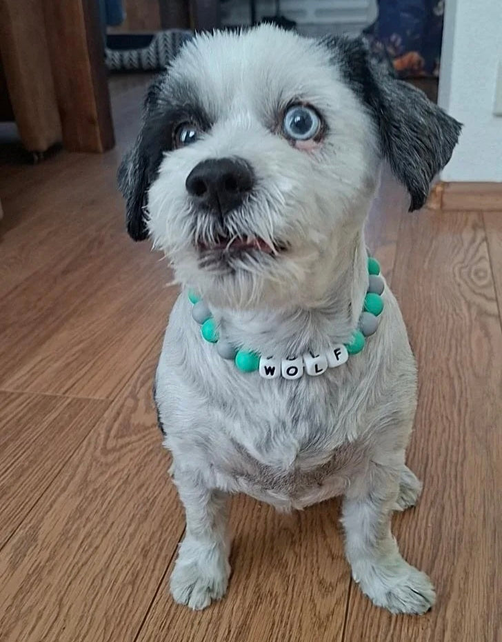 honden ketting