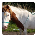Leadrope