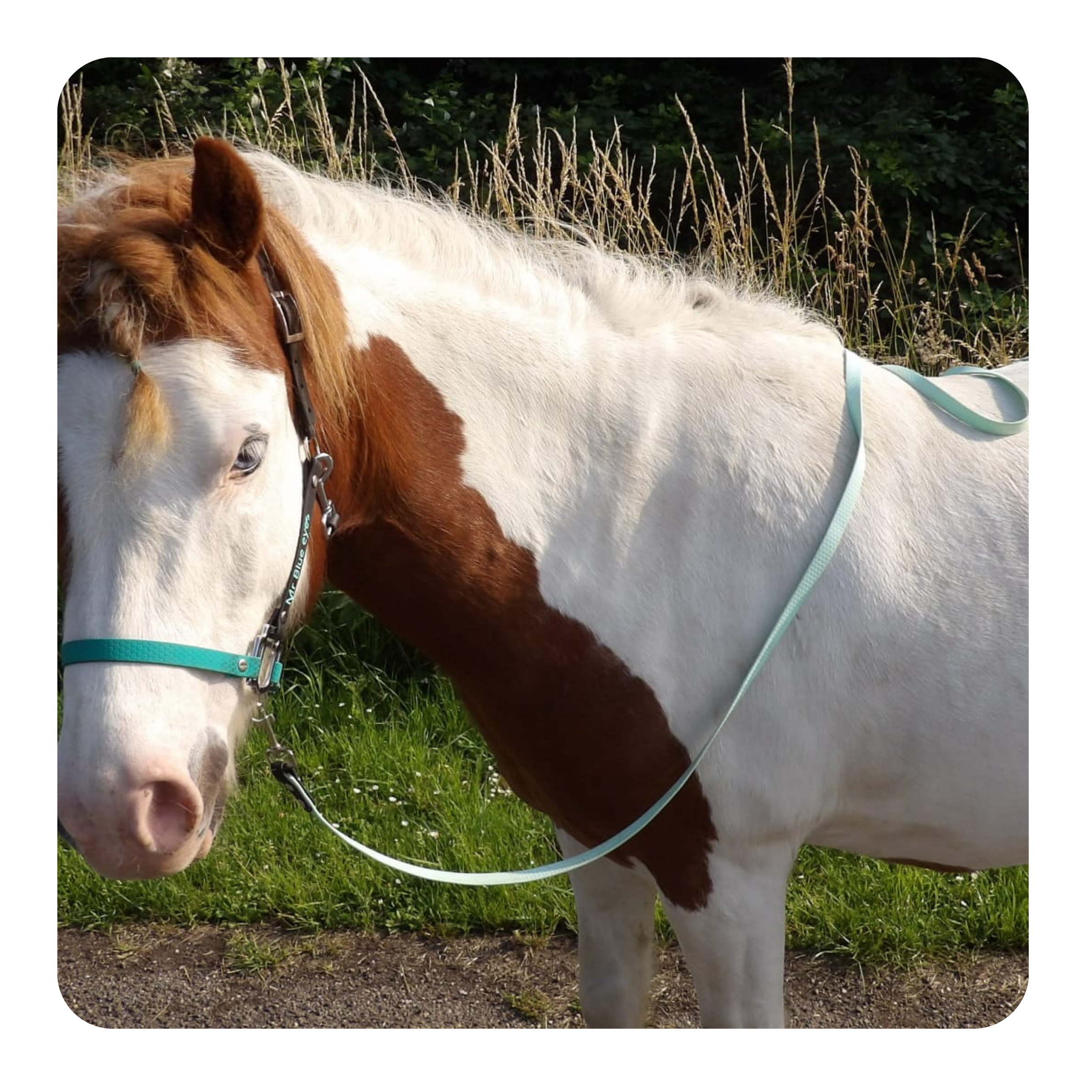 Leadrope